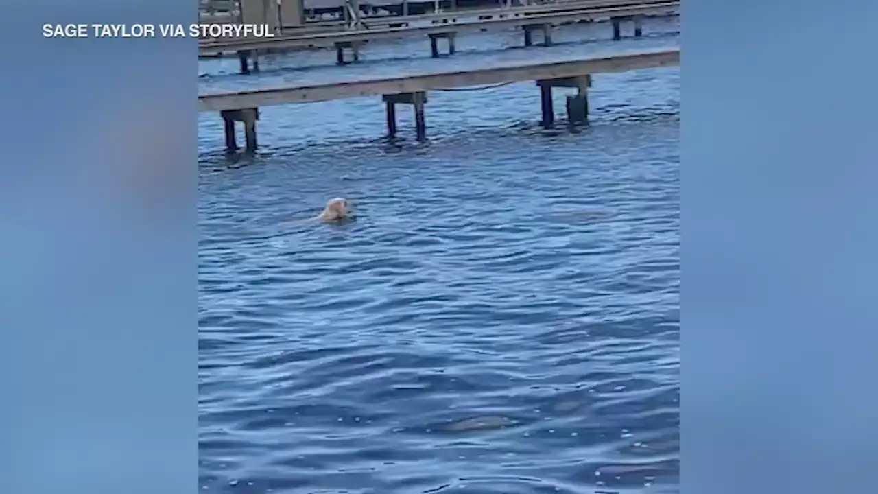 Herd of manatees spooked by golden retriever trying to get closer look: VIDEO