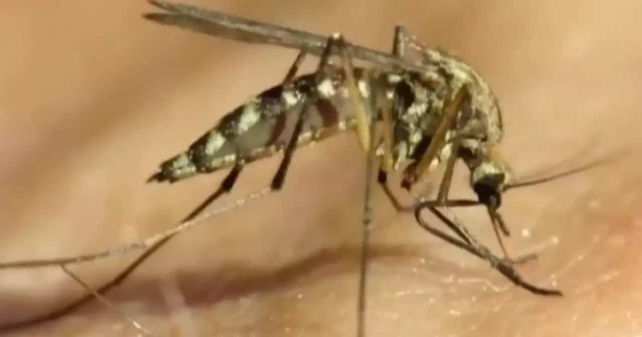 Chicago resident diagnosed with West Nile virus for first time this year