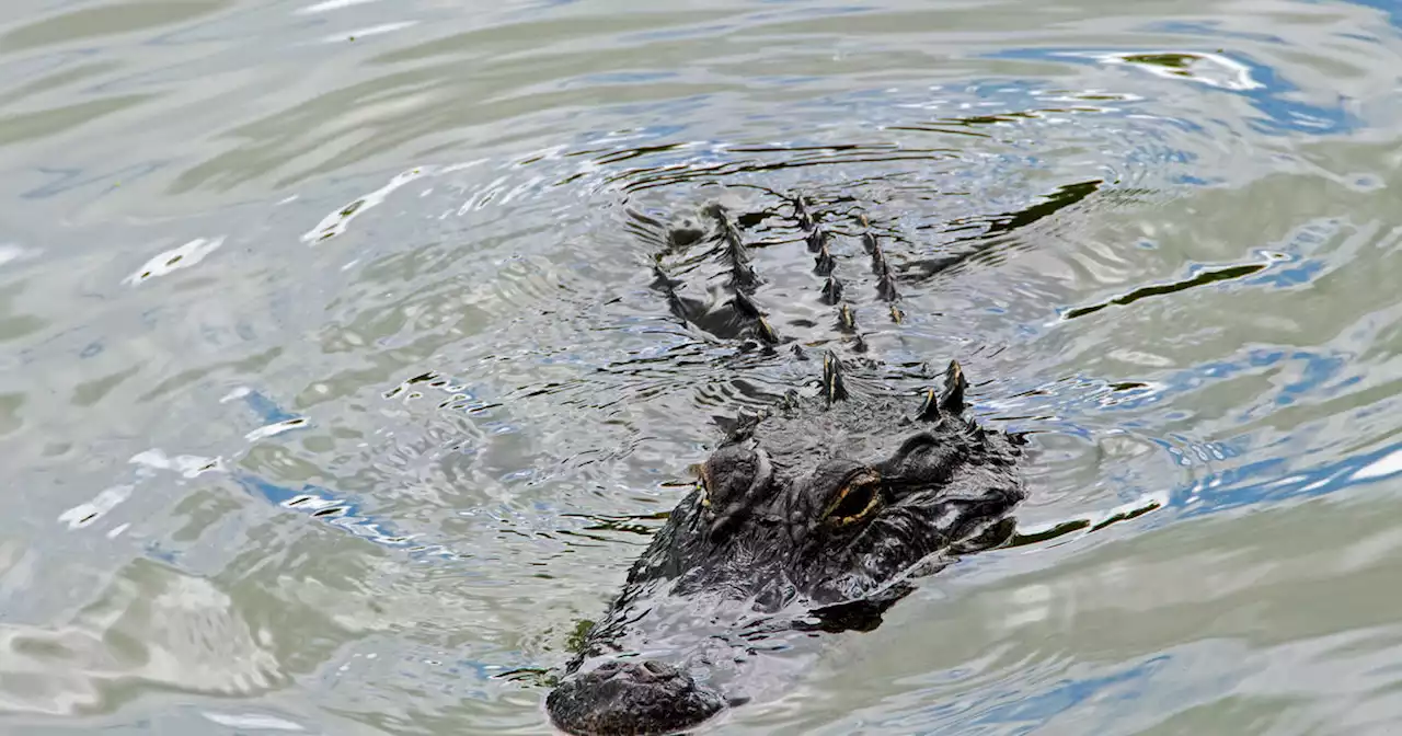 Lake Worth police relocate alligator spotted near an ATM