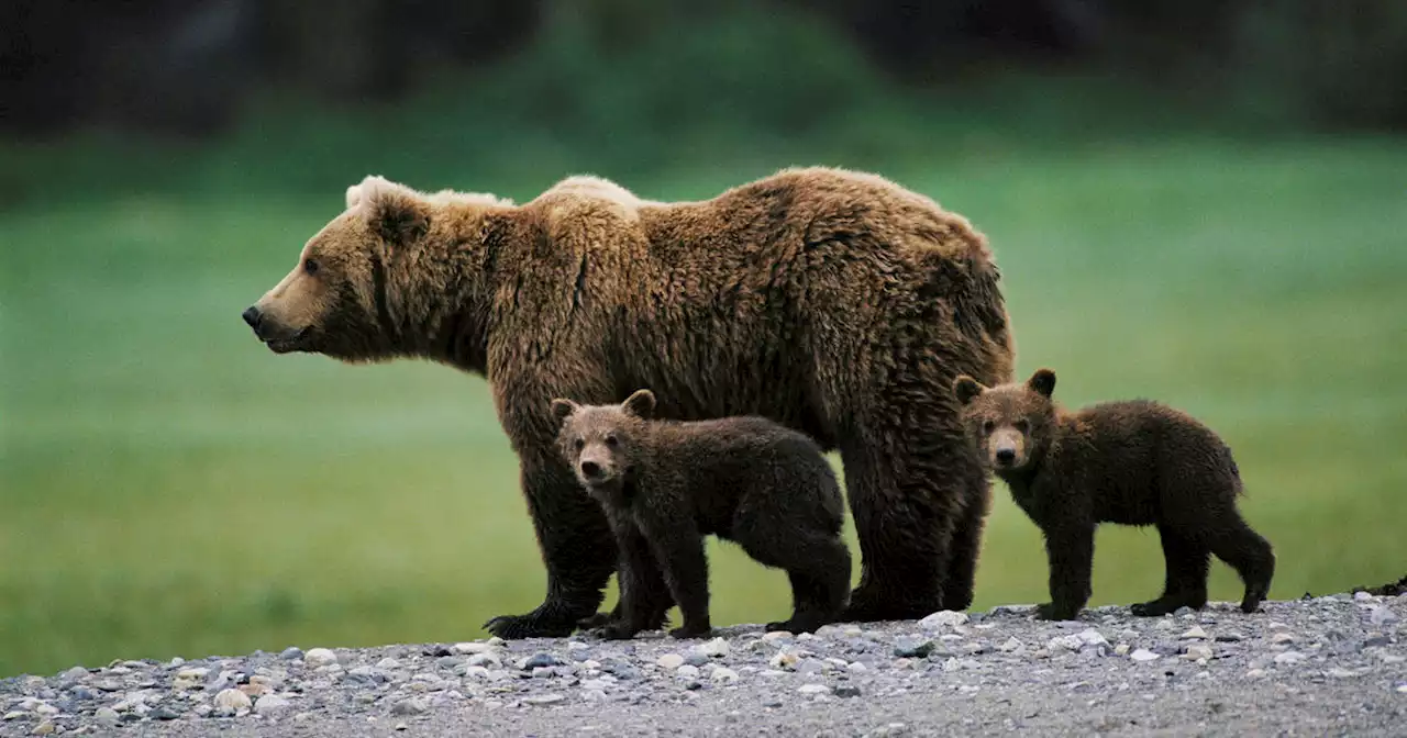 Woman attacked by charging bear while fixing the lid on her hot tub