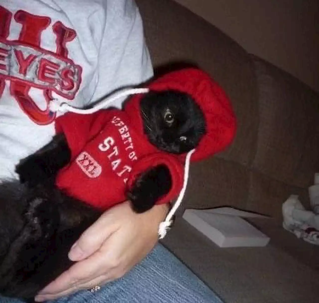 Best-Dressed Ohio State Pets: Send us photos of your Buckeye dogs, cats & more now