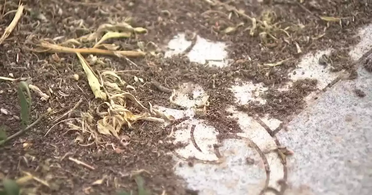 Denver family outraged after father's gravestone at Riverside Cemetery buried under inches of dirt