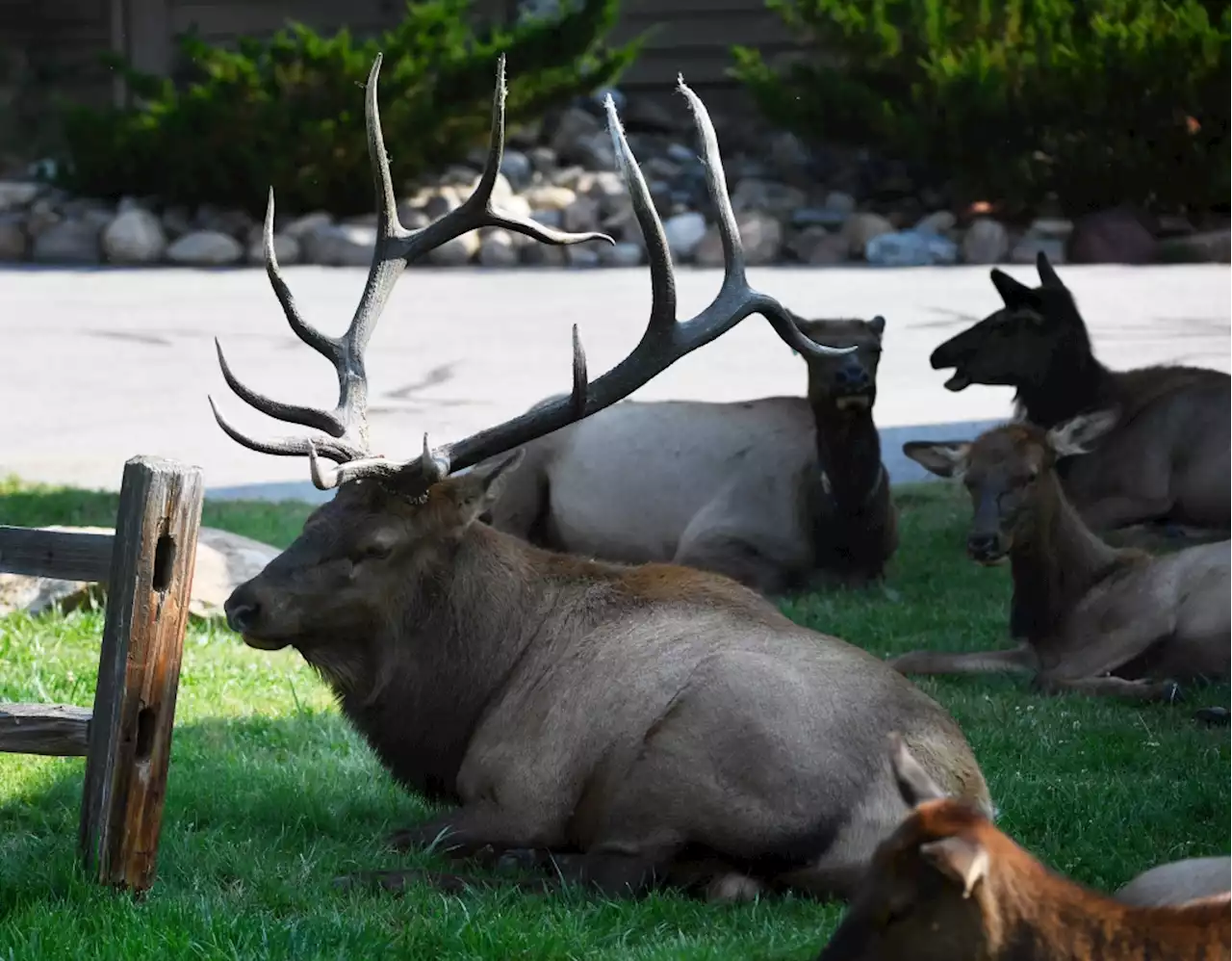 Rocky Mountain National Park imposes overnight meadow closures in preparation for elk rutting season