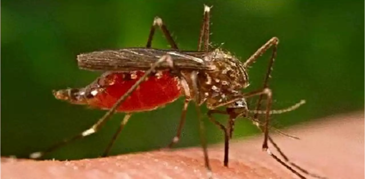 More mosquitoes test positive for West Nile virus in Oshawa and Clarington