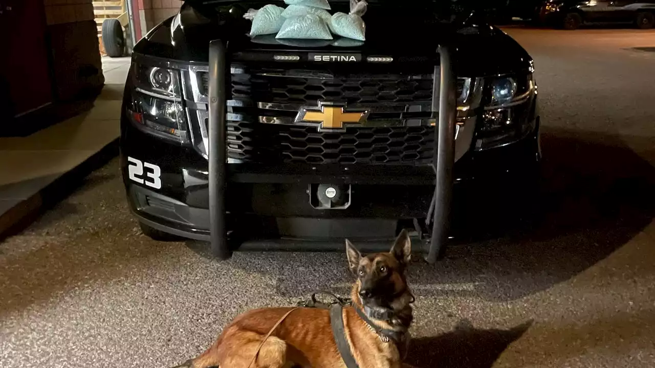 Cottonwood Police K-9 helps officers find 50K fentanyl pills during traffic stop