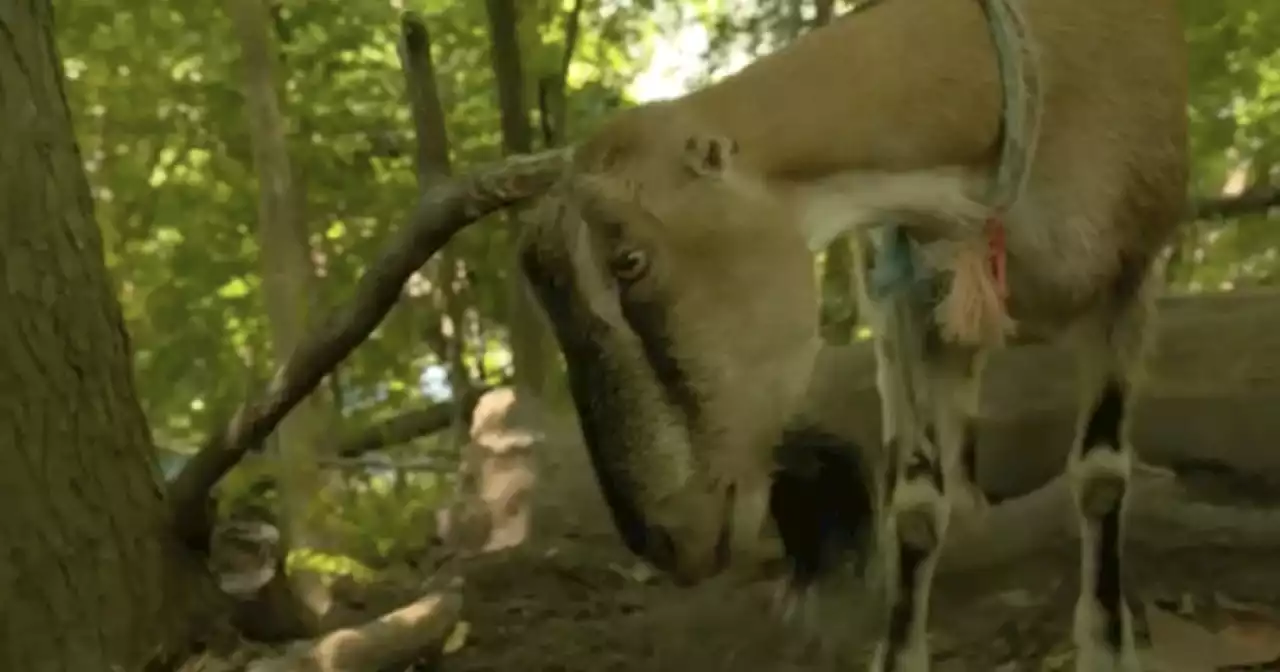 Goats brought to New York City to help curb invasive plants at park