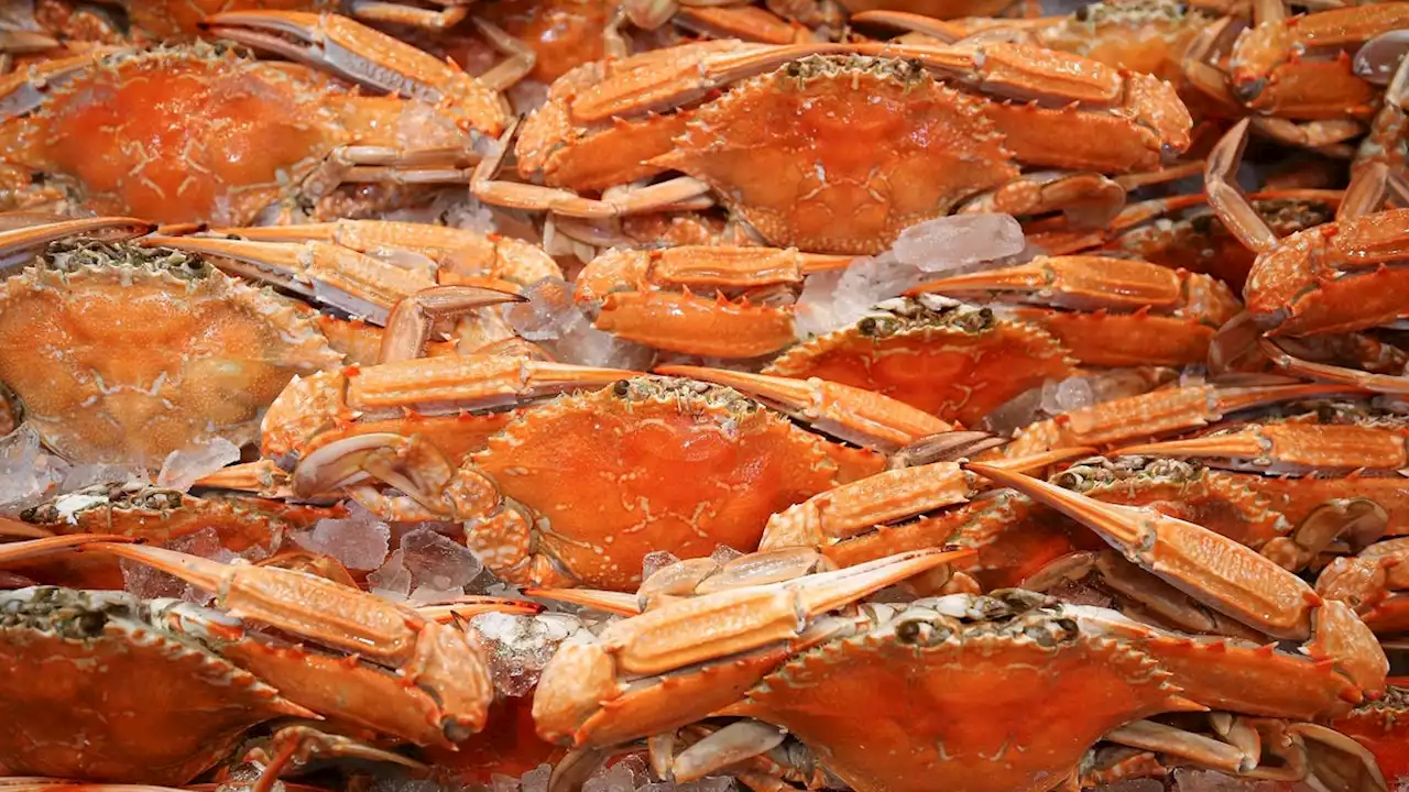 Making Batteries Out of Crab Shells May Be a Great Idea