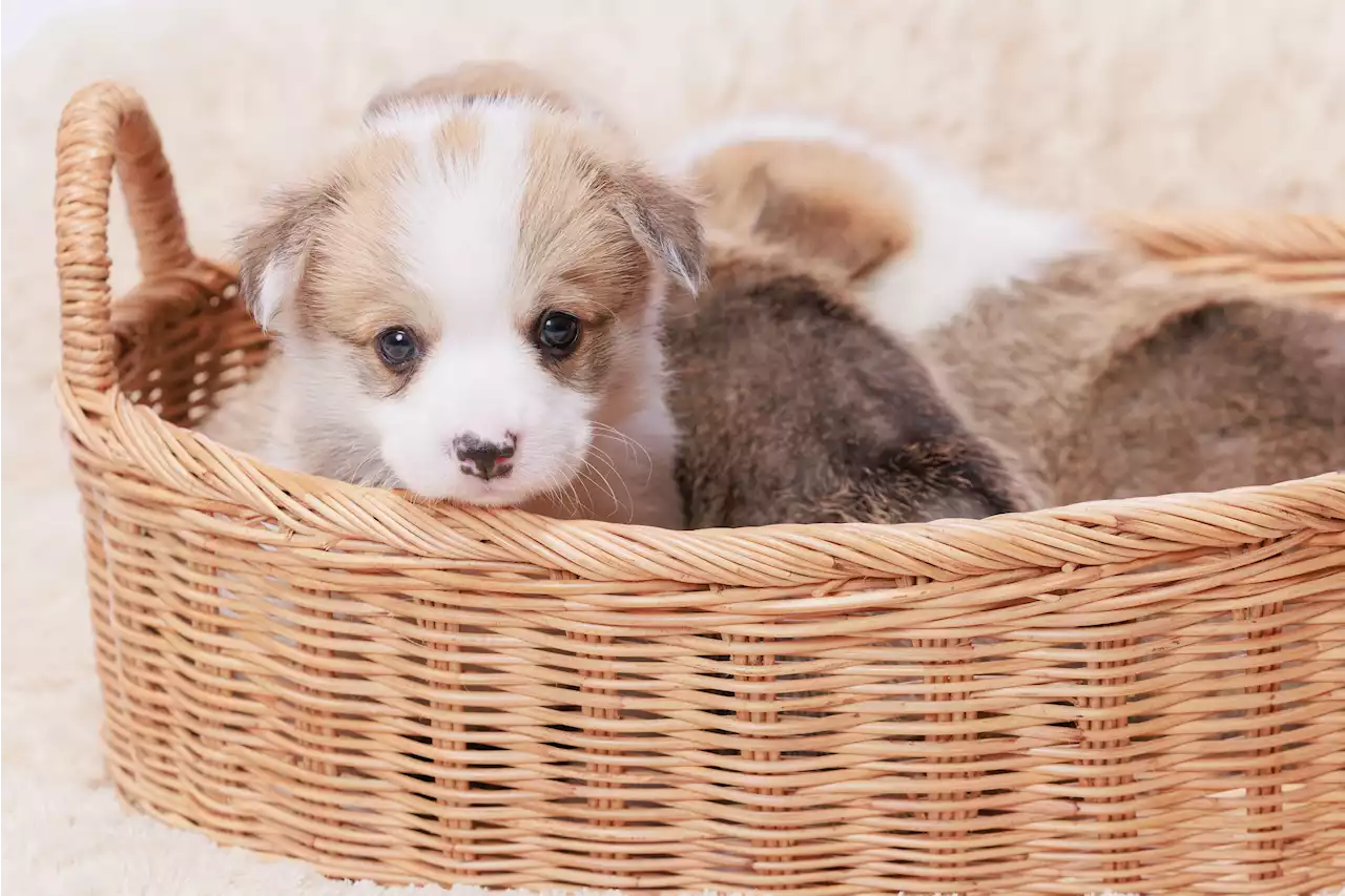 Delivery Driver's Actions Save Puppies From Burning Home