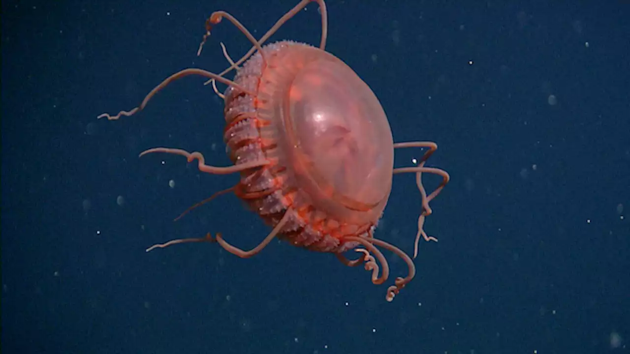 One of the largest deep-sea jellyfish in its genus has been discovered