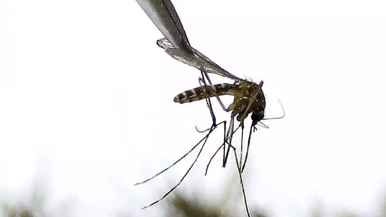 Utah confirms this year's first human case of West Nile virus; man hospitalized