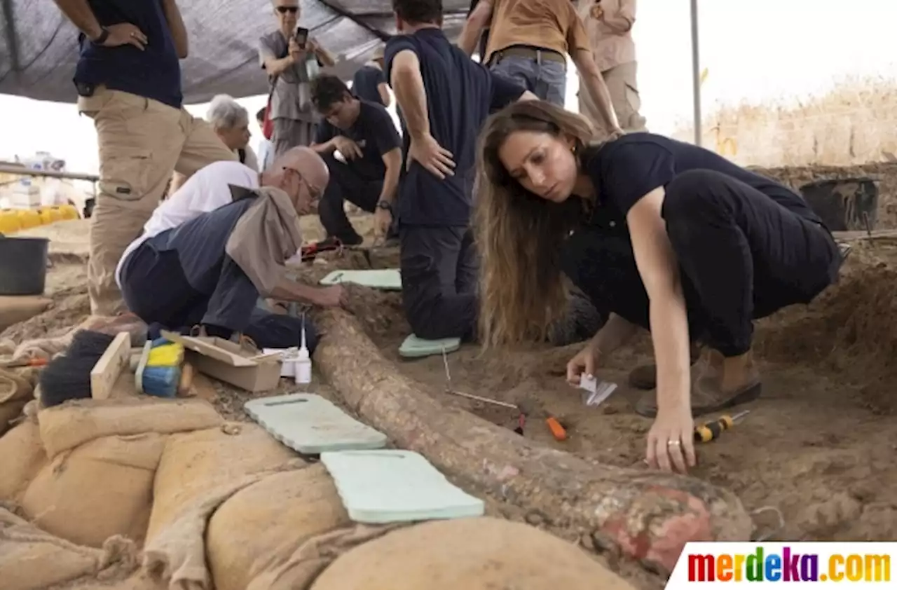 Foto : Wujud Gading Gajah Purba Berusia Setengah Juta Tahun di Israel | merdeka.com