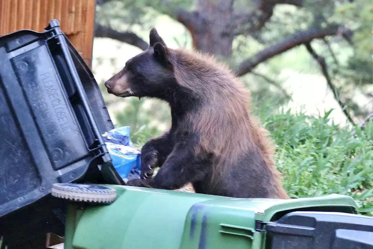 Black bears have made a comeback – and now they're in the backyard