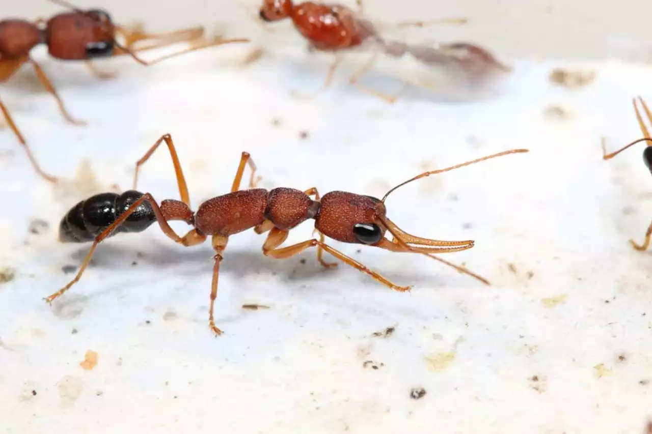 Insulin-blocking protein may be the secret to queen ants’ long lives