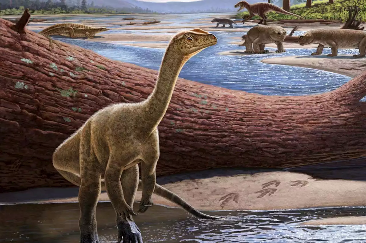 Two-legged dinosaur from Zimbabwe is the oldest ever found in Africa