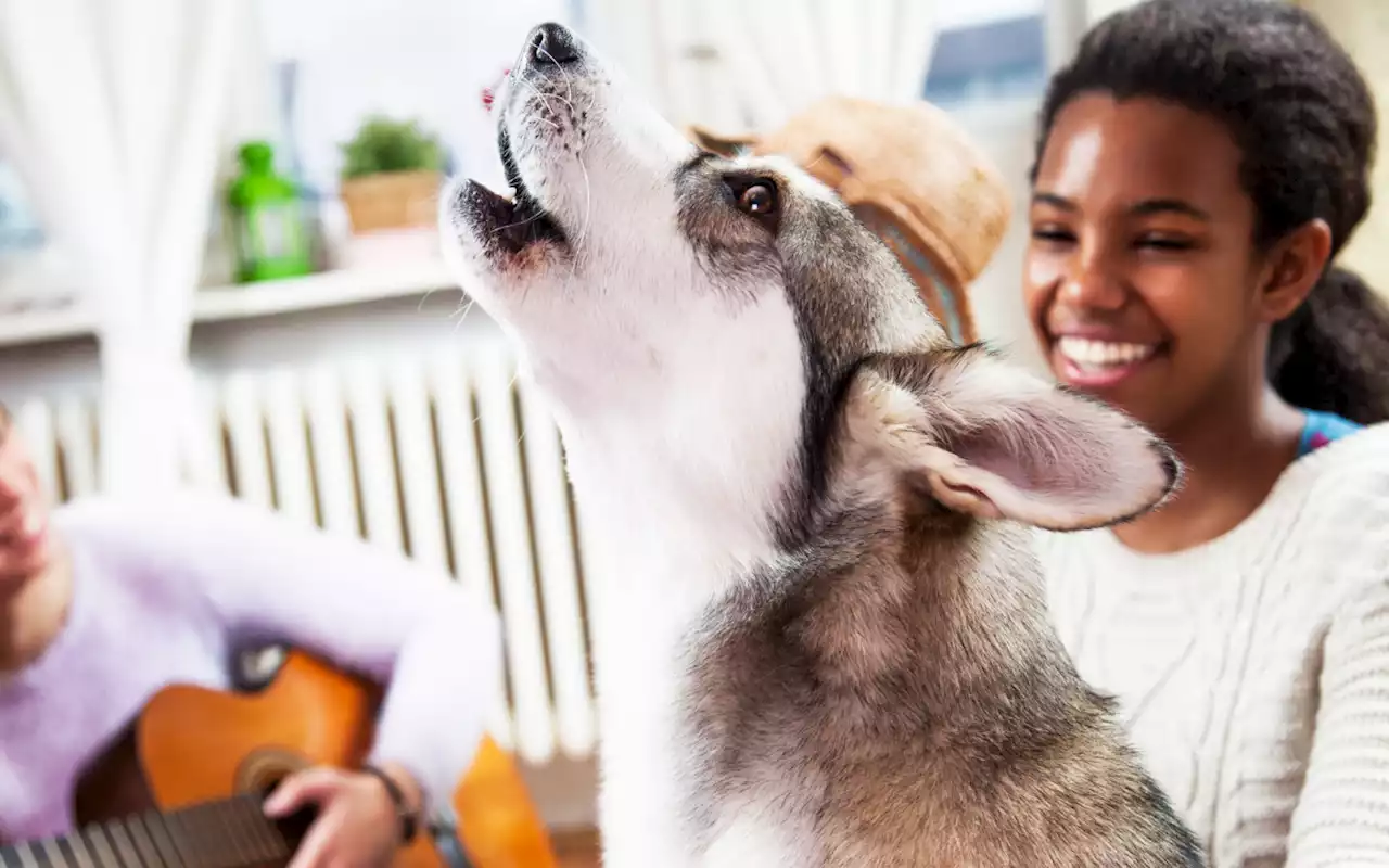 Husky howls along with cartoon dogs from 'favorite movie' in adorable video