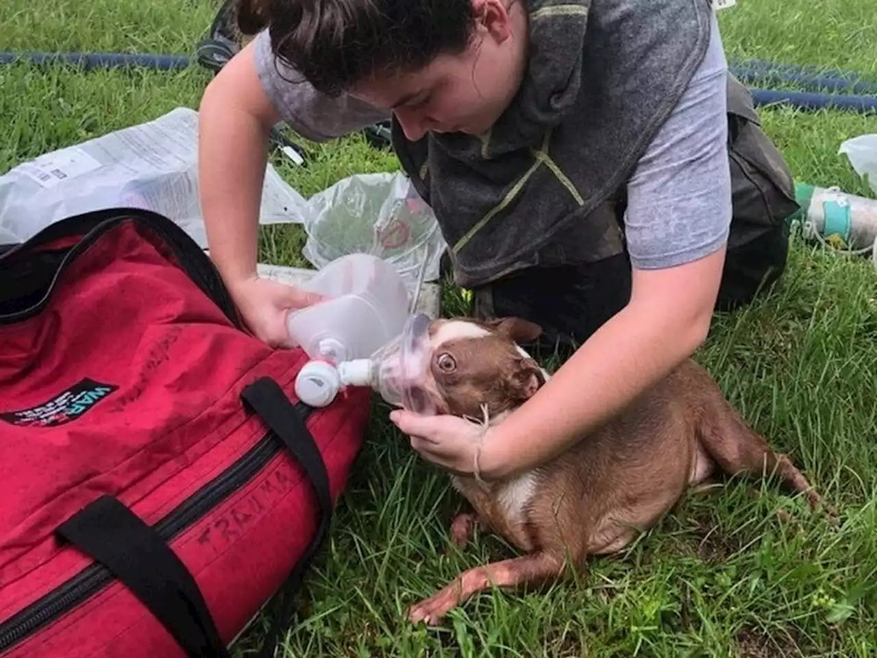 Amazon driver's actions save pups from Florida house fire