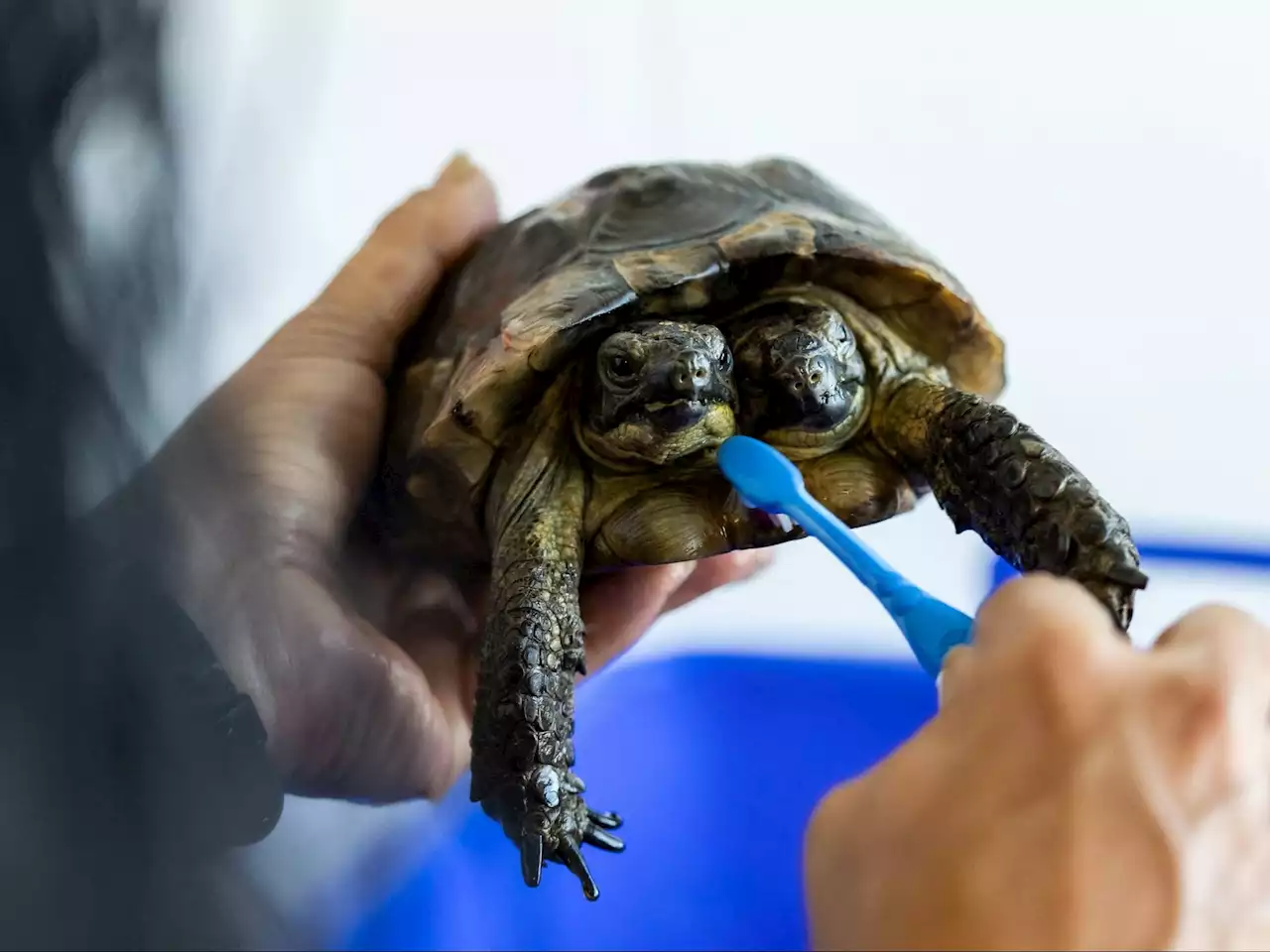 Double celebration: Two-headed tortoise Janus turns 25