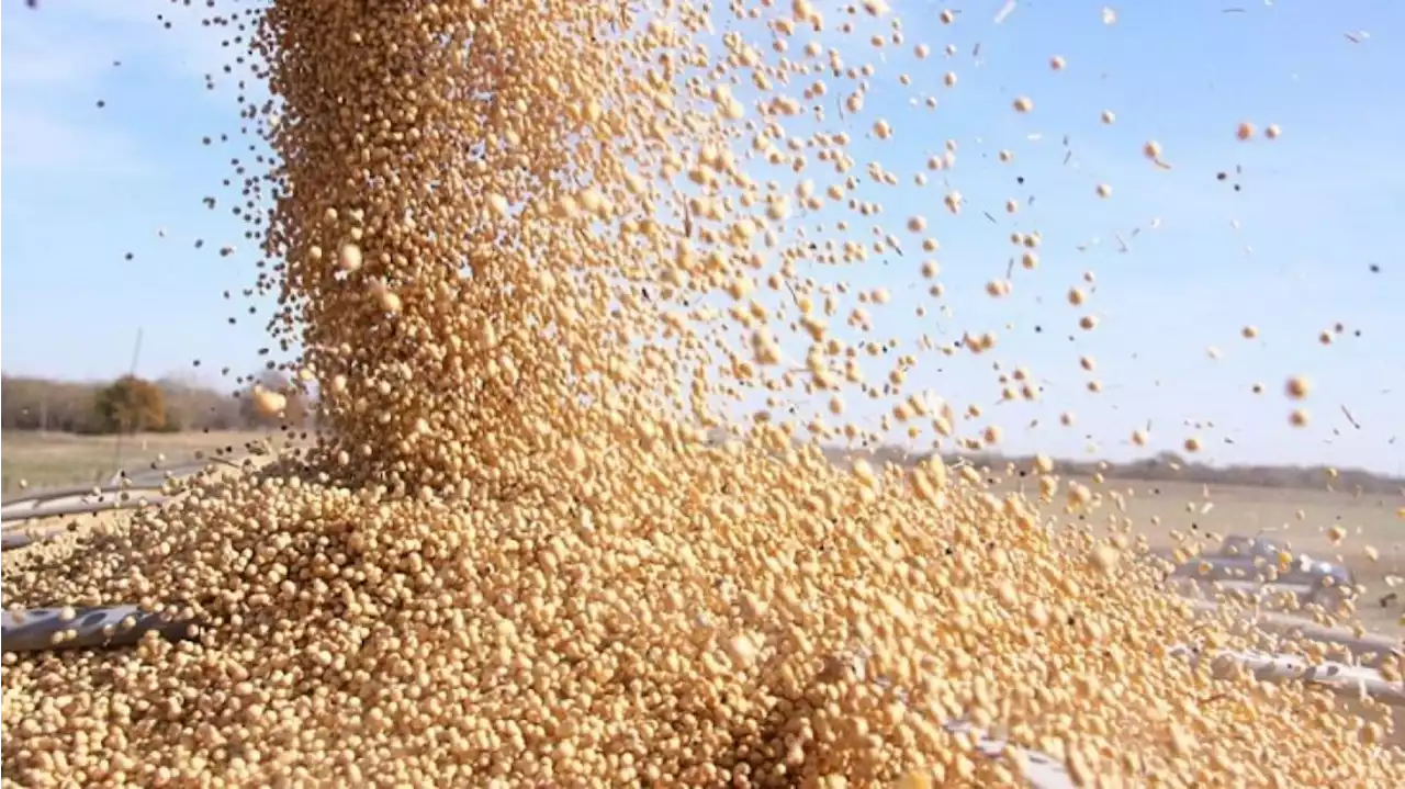 La liquidación de dólares del campo en agosto fue récord