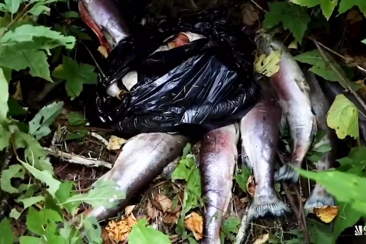 Watch: Garbage bag full of dead Fraser River salmon found