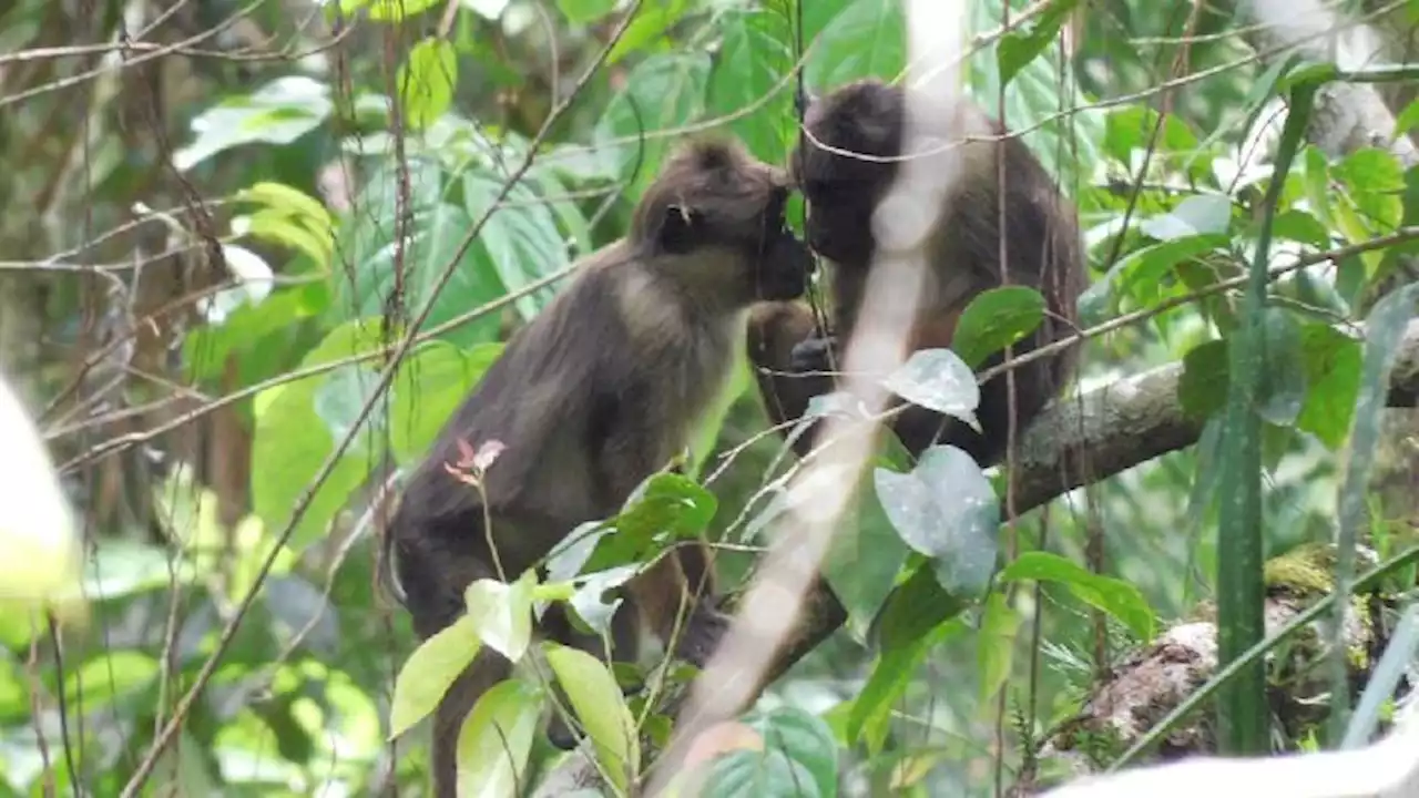 Satwa Endemik Hutan Berkat Pulau Sipora Terancam Deforestasi