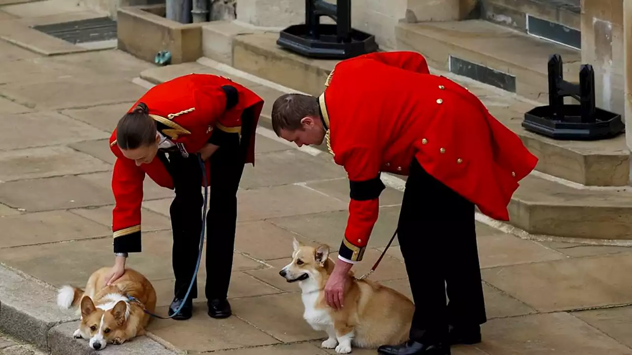 Watch: The emotional last goodbye from the Queen’s corgis as her coffin goes past