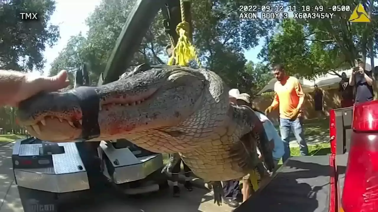 12-foot alligator spotted on road in Atascocita subdivision captured by Pct. 4 deputies, video show