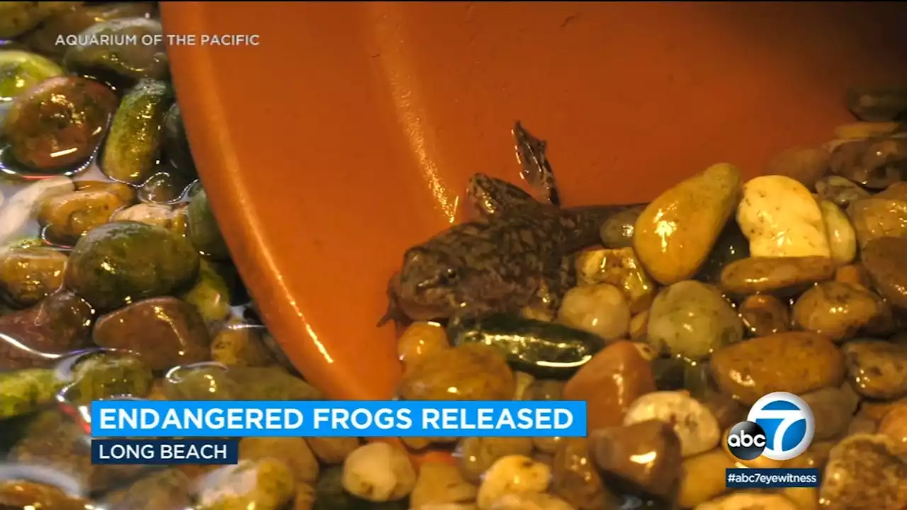 Endangered mountain yellow-legged frogs released back into SoCal mountains