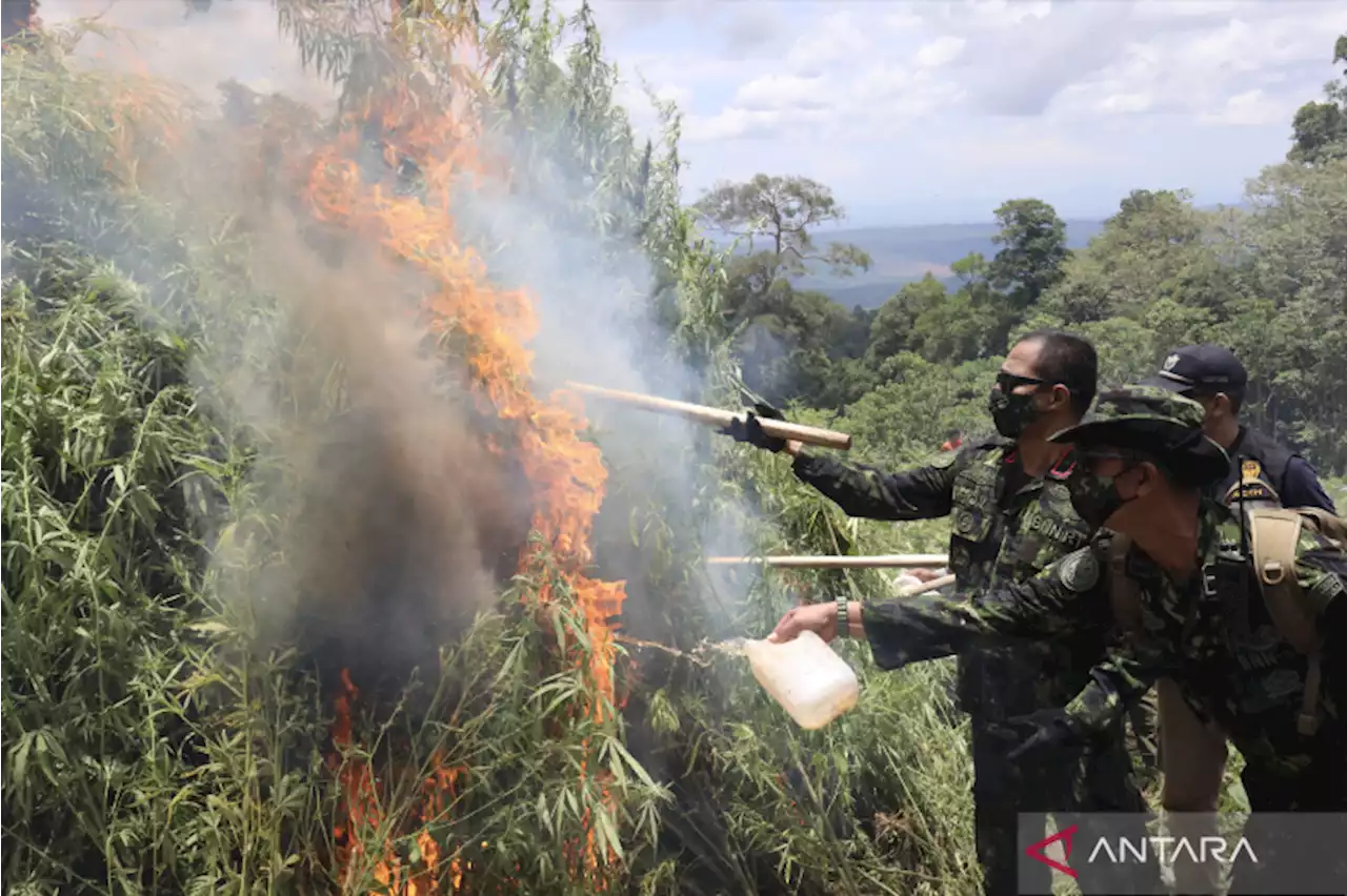 BNN musnahkan dua hektare ladang ganja di Aceh Besar