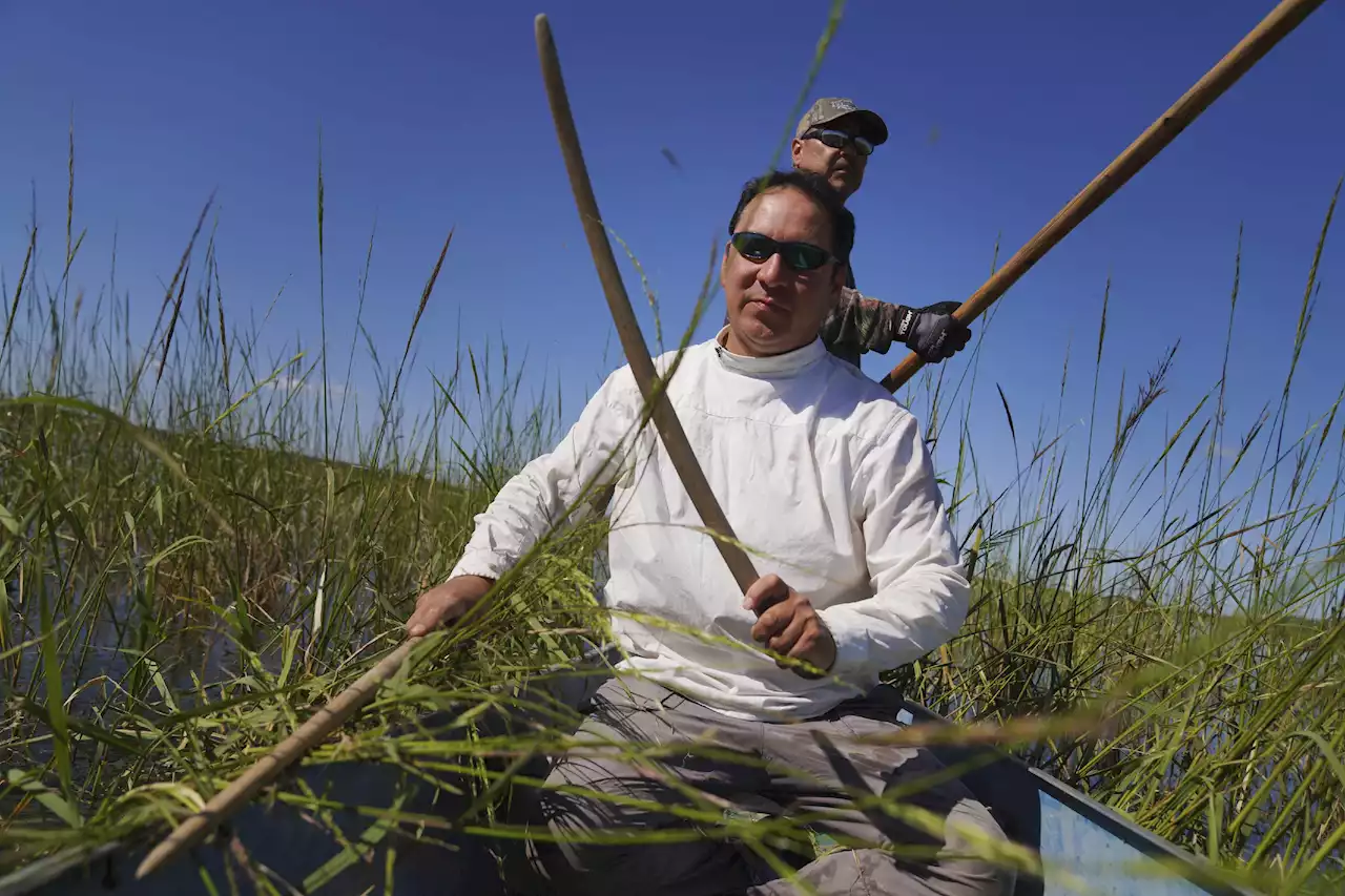 Minnesota Ojibwe harvest sacred, climate-imperiled wild rice