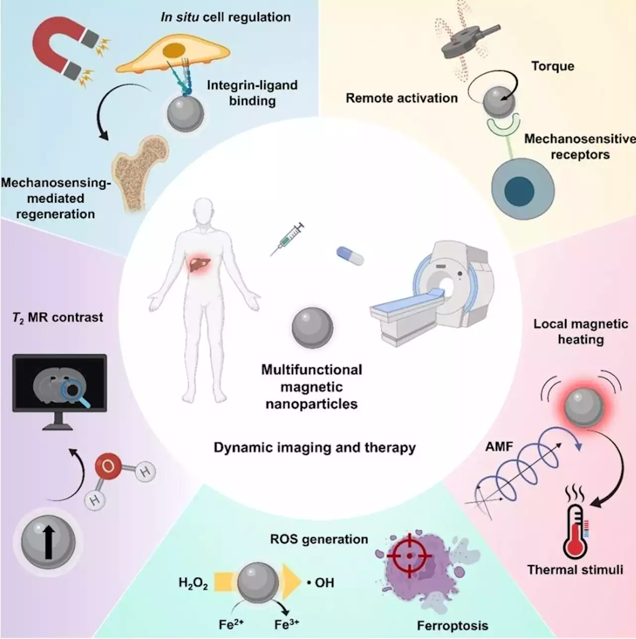 New Insights into Dynamic Imaging Use of Magnetic Nanoparticles