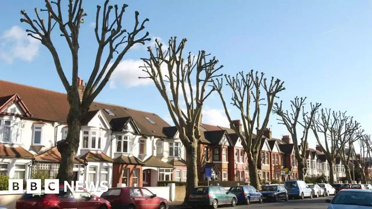 Climate change threatens health and survival of urban trees