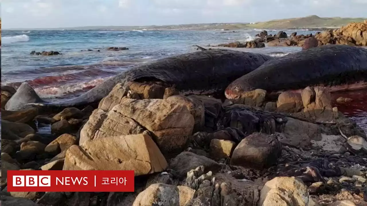 호주 해변서 어린 향고래 집단 폐사 - BBC News 코리아