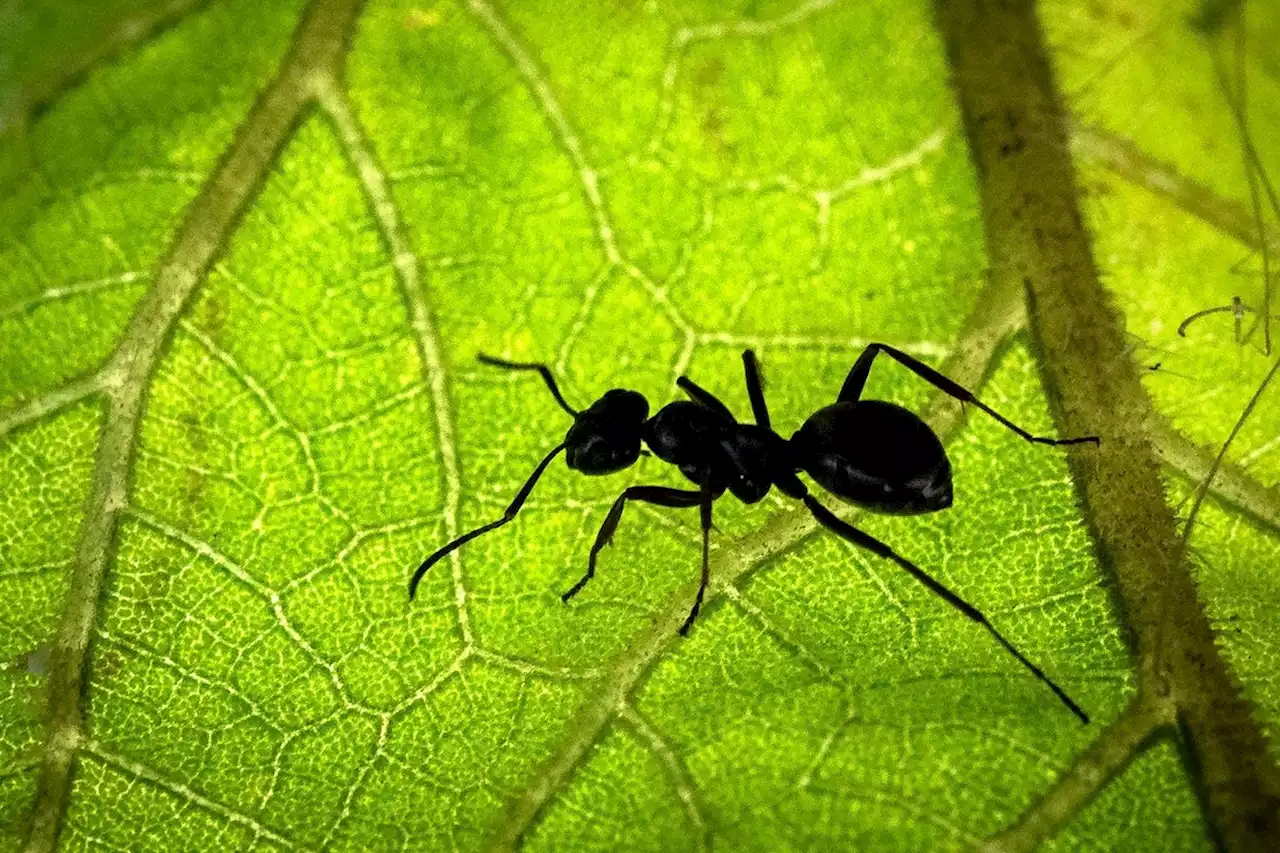 Forscher: 20 Billiarden Ameisen auf der Erde – das ist ihr Gewicht