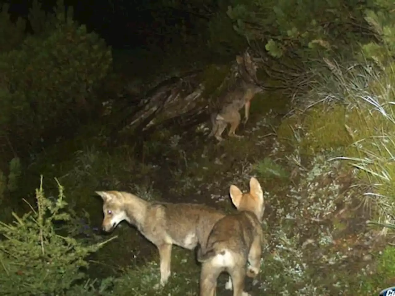 Gebirgskantone fordern mehr Unterstützung im Kampf gegen den Wolf