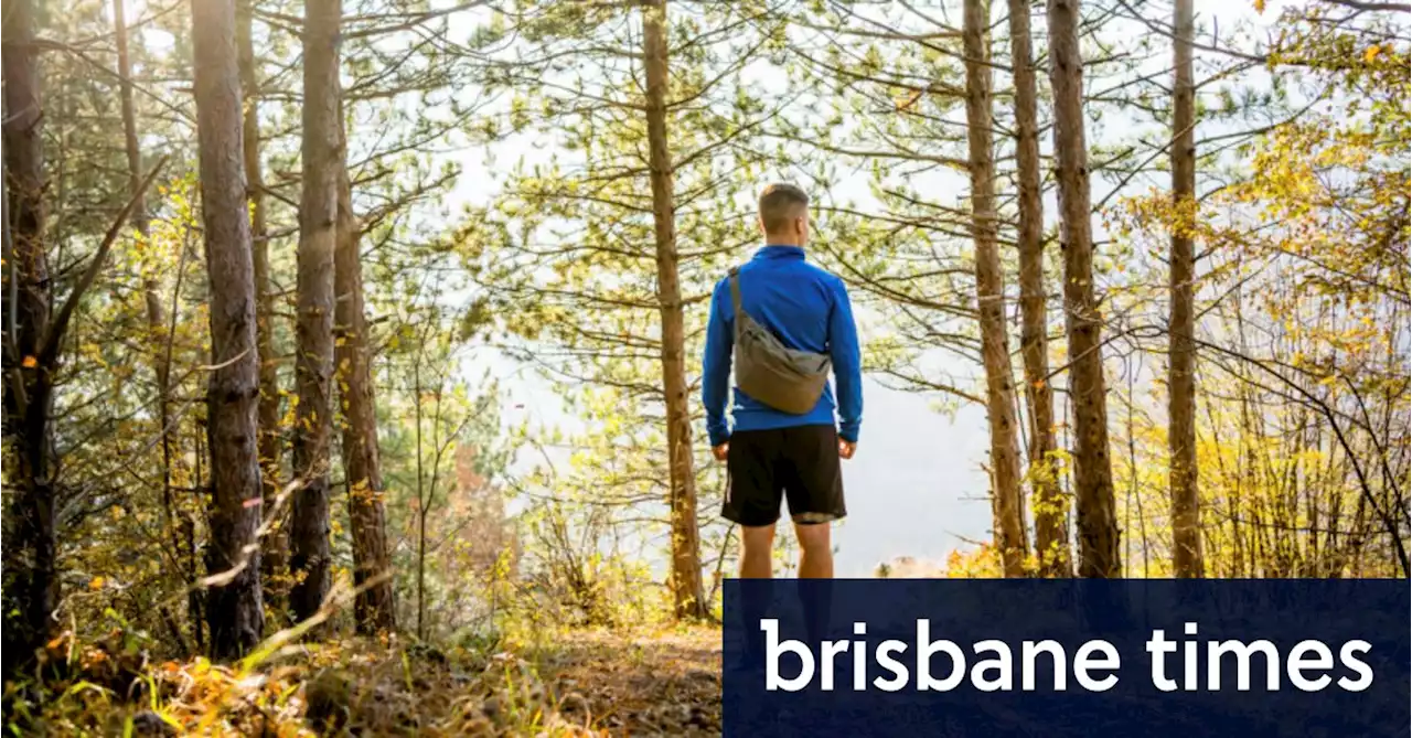 Phone off, look at leaves: How to turn your bushwalk into a forest bathe