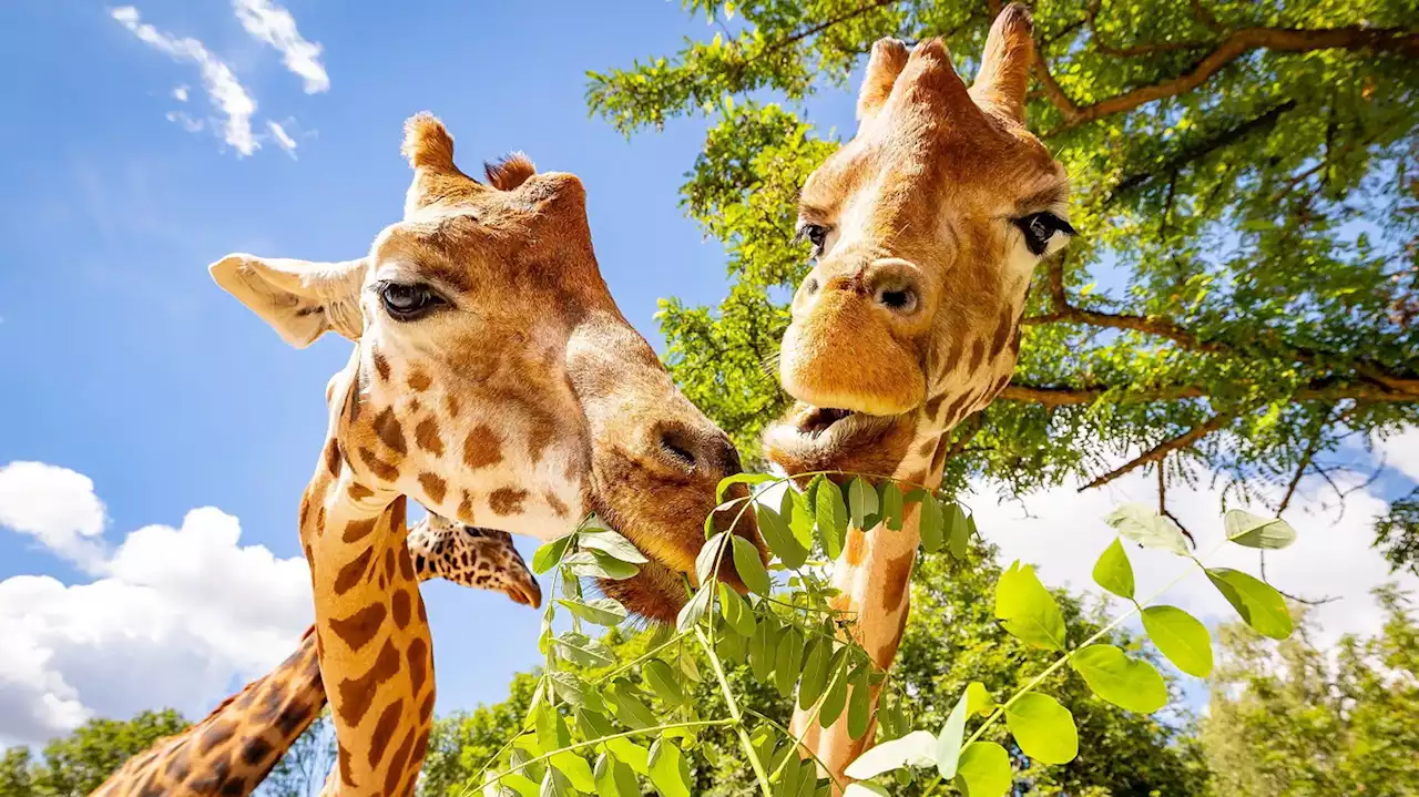 Tierpark baut Giraffenpfad: Wir schauen dir in die Augen, Großer!