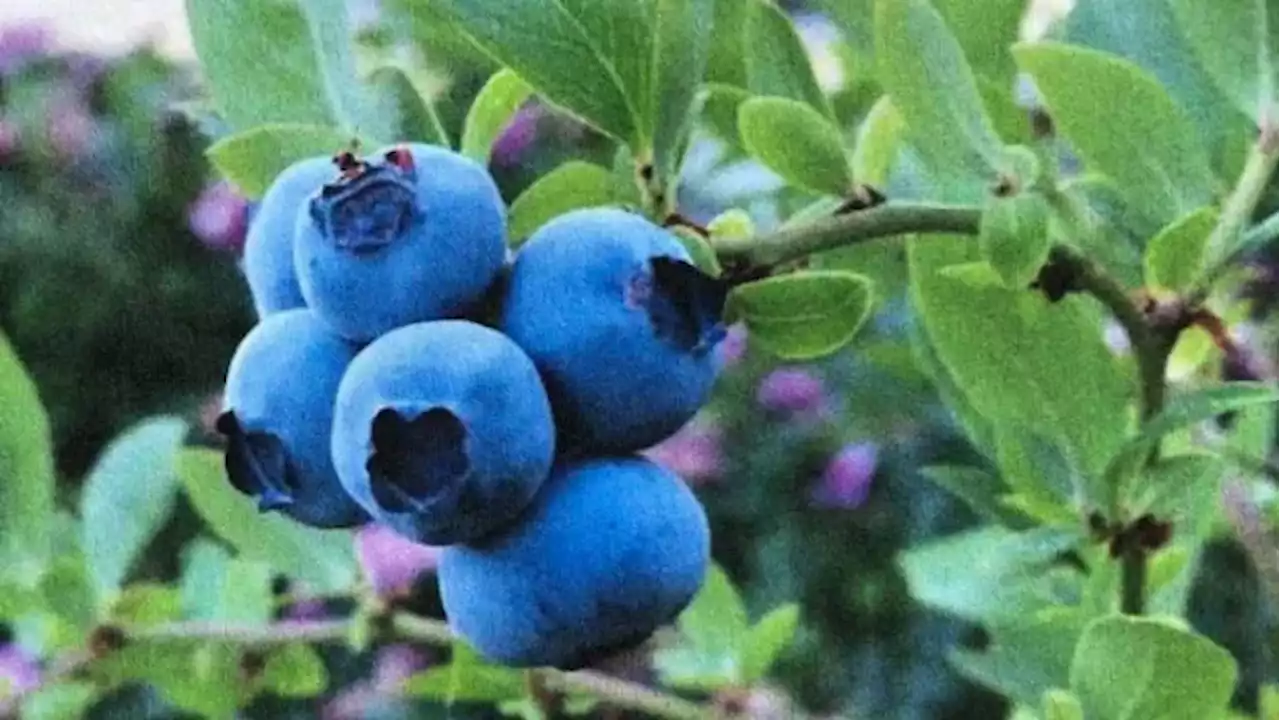 New field guide identifies wetland plants important to Indigenous people | CBC News