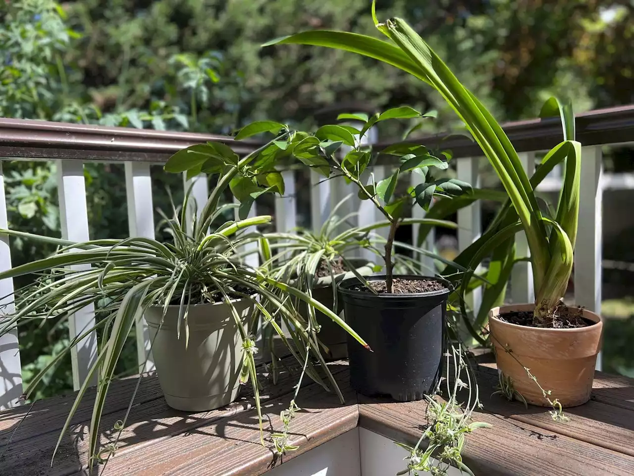 At summer's end, indoor plants need attention too