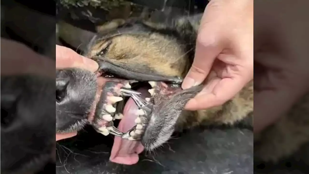 Port Alberni police dog armed with four titanium fangs