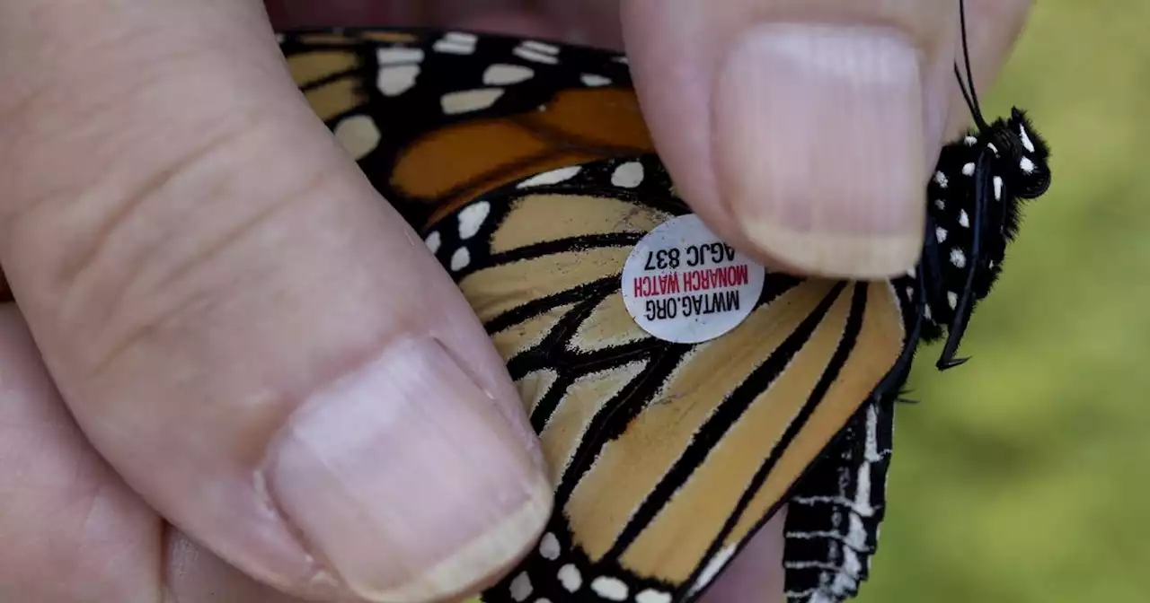 Monarch butterflies tagged with stickers in Chicago garden as they migrate south