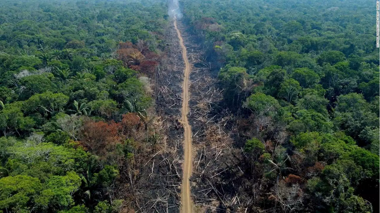 Deforestation is accelerating in Brazil as Bolsonaro's first term ends, experts say