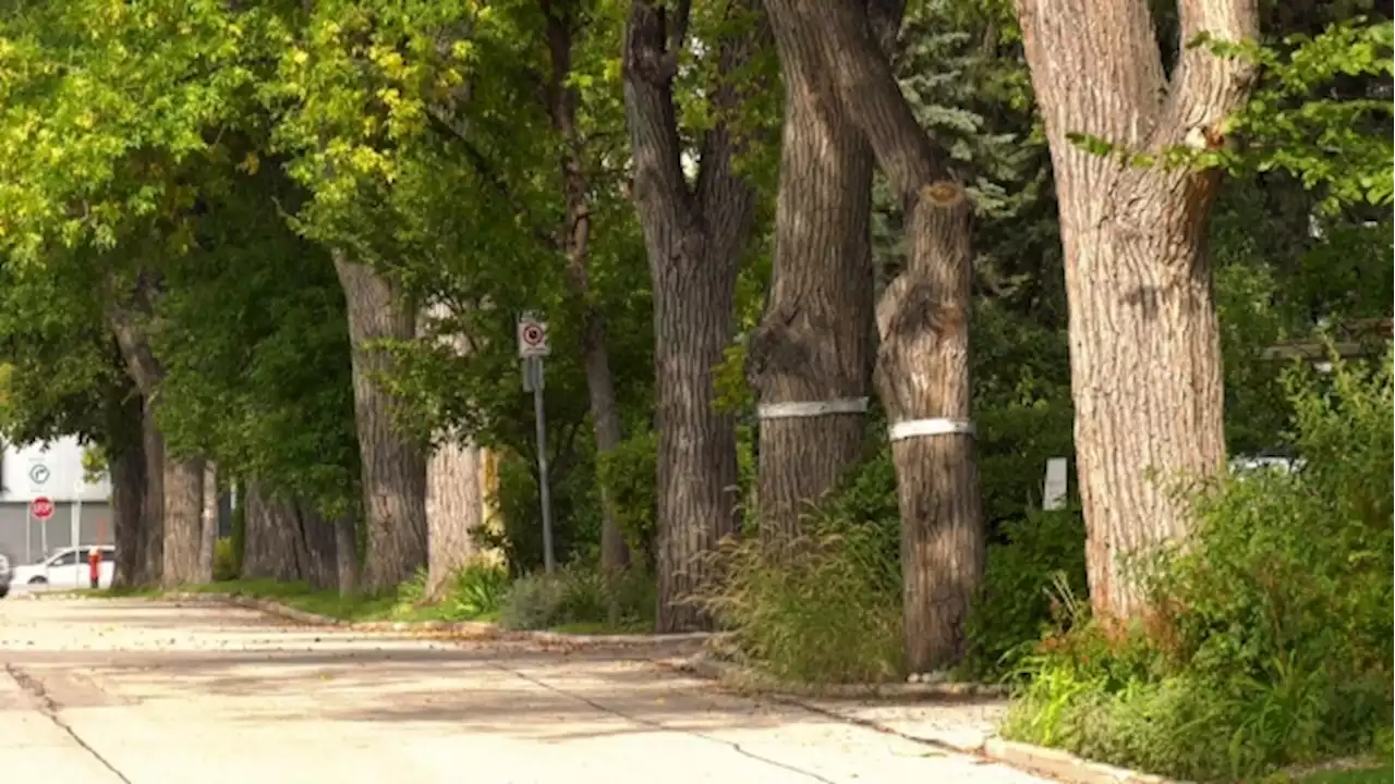 City starts elm bark beetle spraying