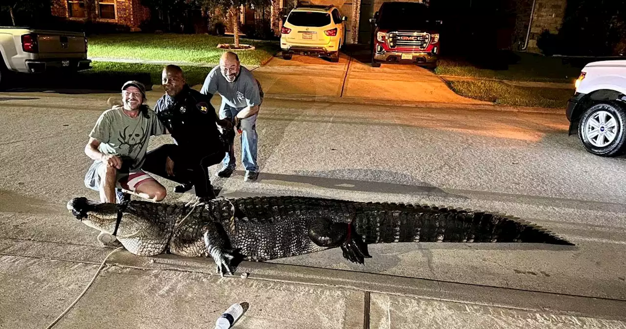 Massive 12-foot alligator turns up in a Texas neighborhood