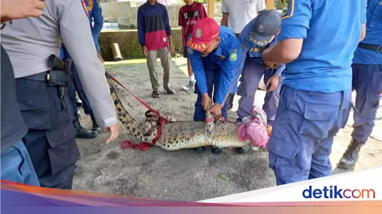 Momen Dramatis Evakuasi Buaya dari Kolam Warga di Subang