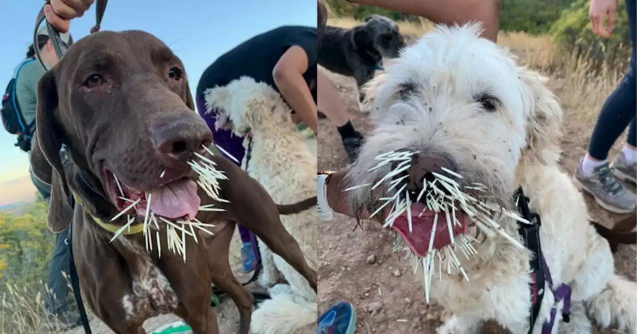 2 dogs ‘quilled’ by porcupine at off-leash area in Draper