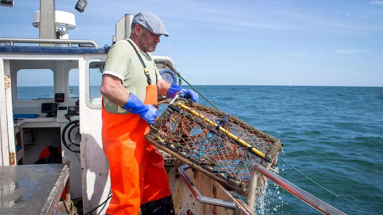 Maine lobstermen, their livelihoods threatened, push back against California aquarium's 'red listing'