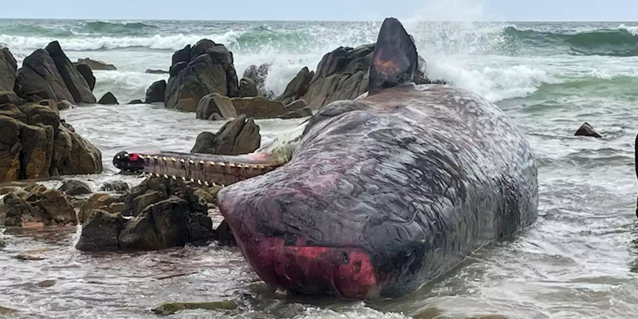 In un’isola della Tasmania, in Australia, sono stati trovati morti 14 capodogli che si erano spiaggiati - Il Post