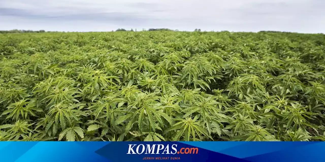 BNN Musnahkan 2 Hektar Ladang Ganja di Aceh Besar