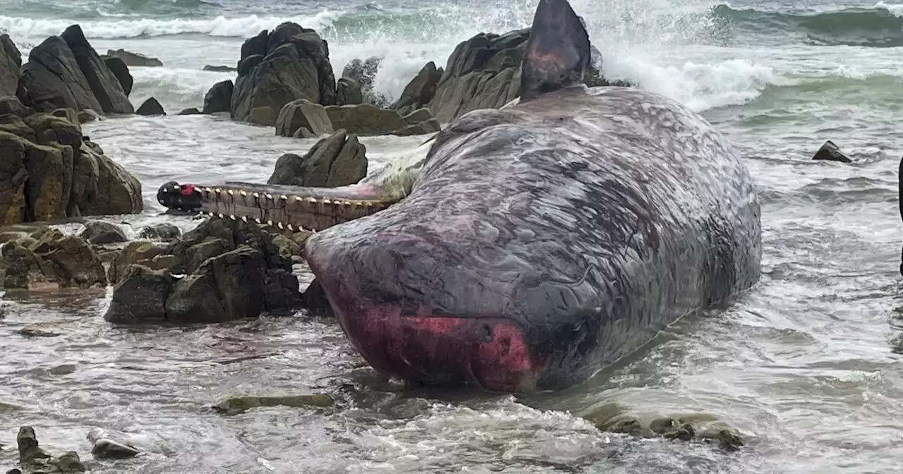 14 young sperm whales are found dead, beached on an Australian island