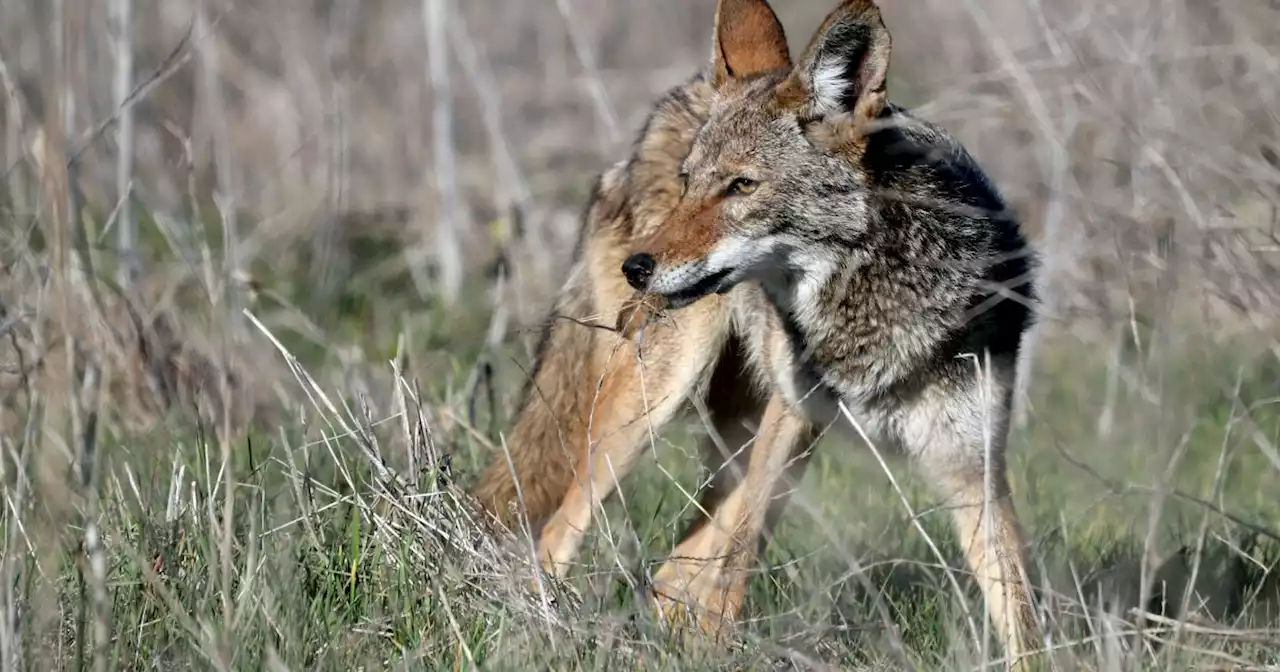 Essential California: The raging debate over Southern California's wild coyotes